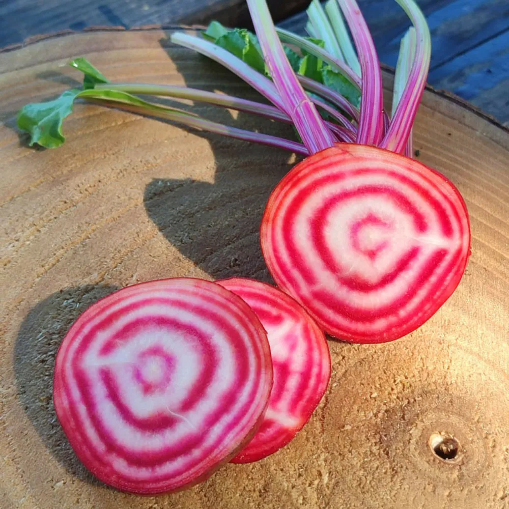 Betterave chioggia - graines bio