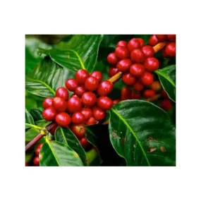 Coffea arabica (caféier) jeune plante