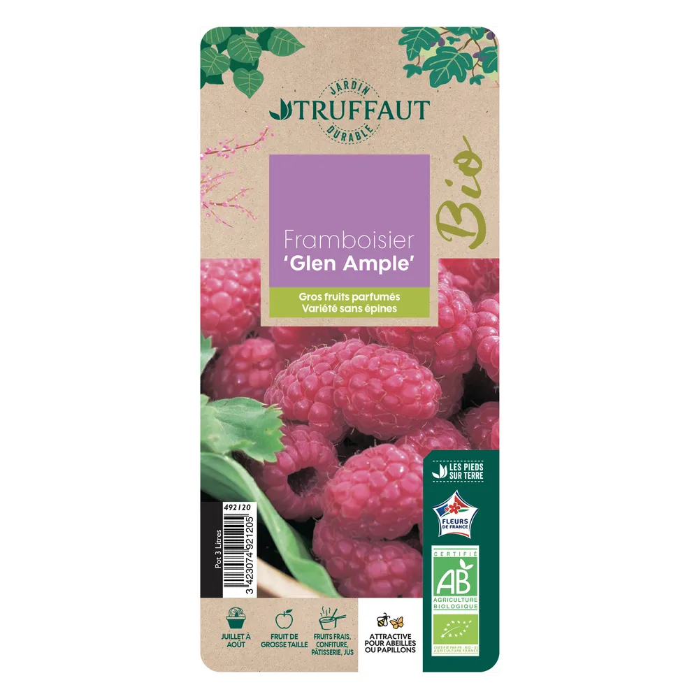 Framboisier 'Glen Ample' bio : pot de 3 litres